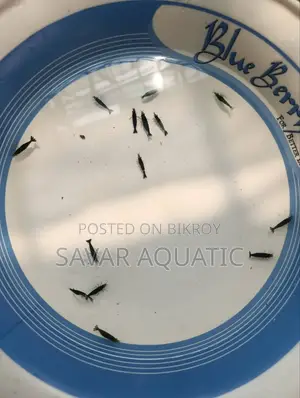 Black Shrimp