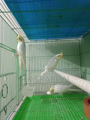 কোকাটেল মেল
