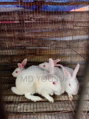 সাদা খরগোশ