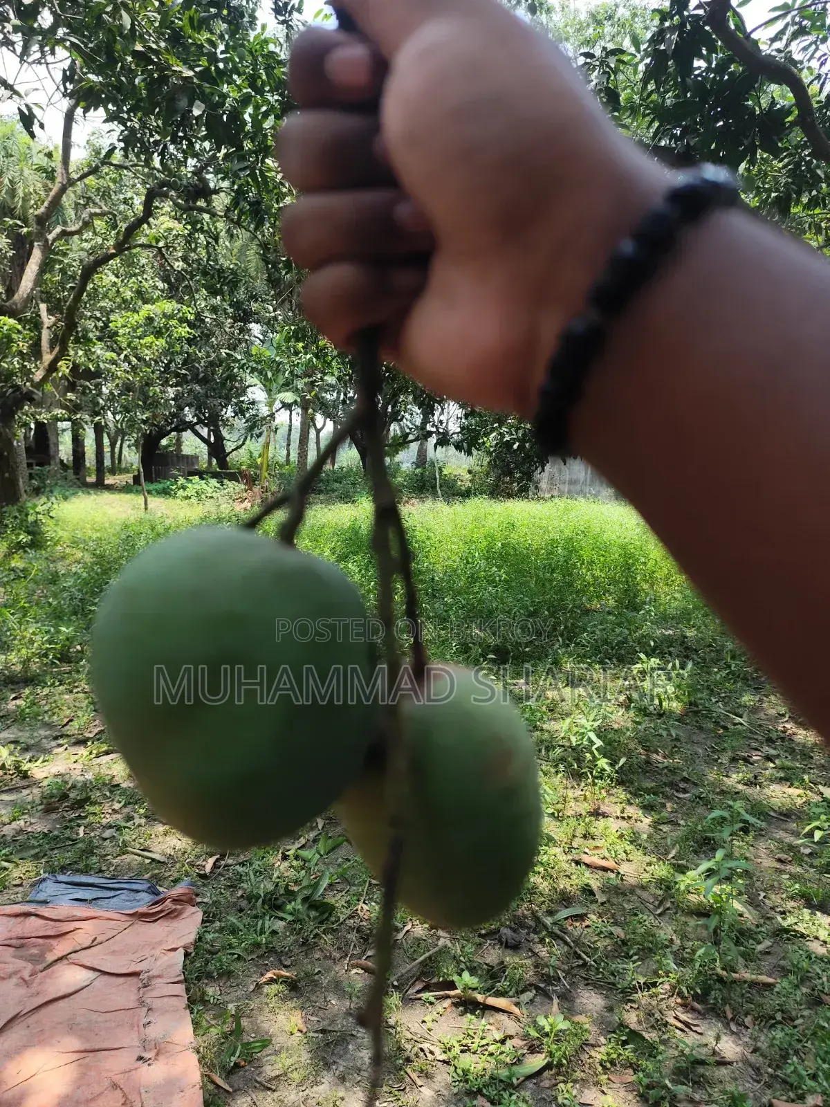 Famous Himsagar Mangoes of Satkhira