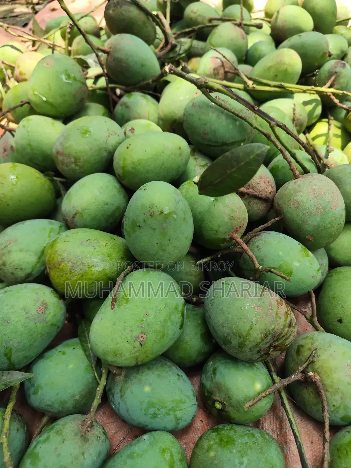 Famous Himsagar Mangoes of Satkhira