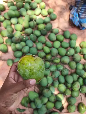 Famous Himsagar Mangoes of Satkhira