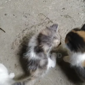 ১-৩ মাসের নারী বিশুদ্ধ জাতের পার্সিয়ান বিড়াল