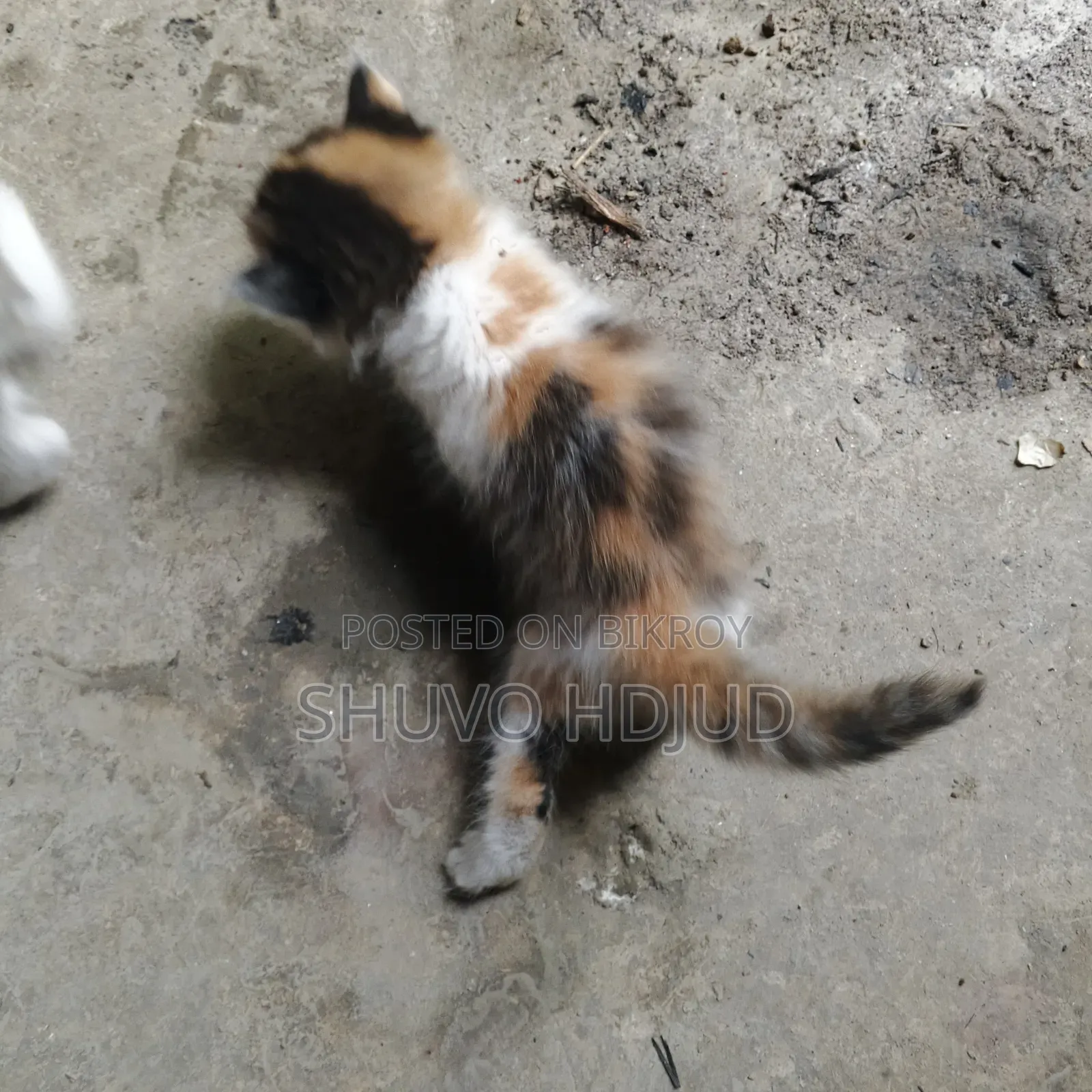 1-3 Months Female Purebred Persian