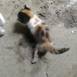 1-3 Months Female Purebred Persian