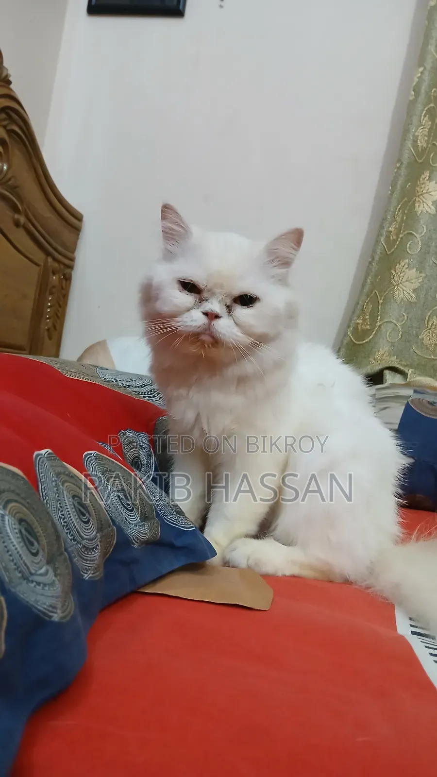 1+ Year Female Purebred Persian Cat