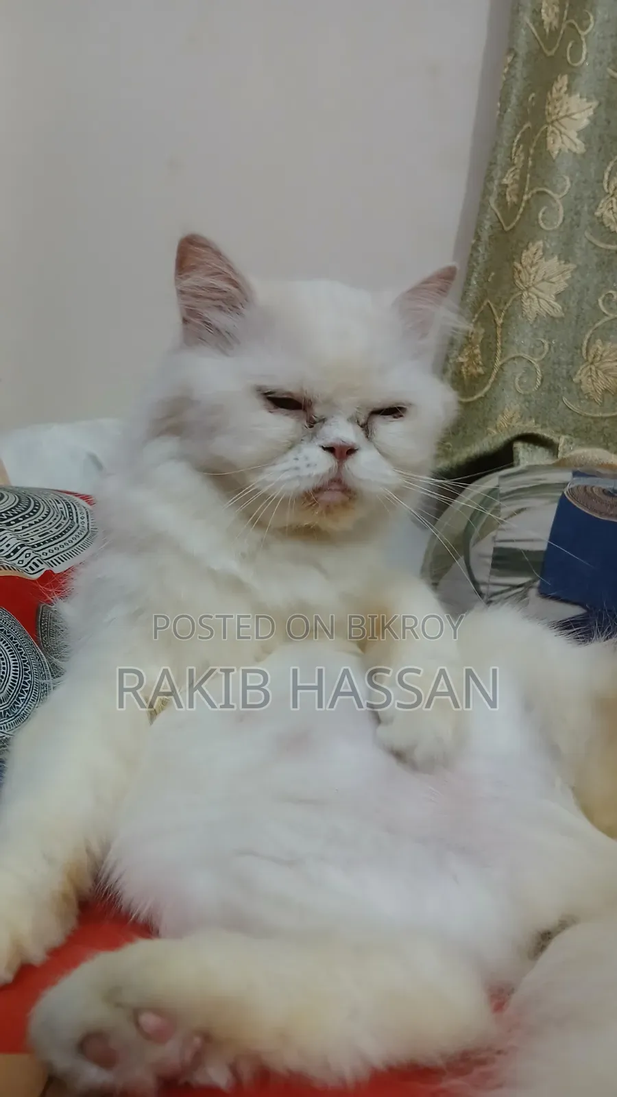 1+ Year Female Purebred Persian Cat