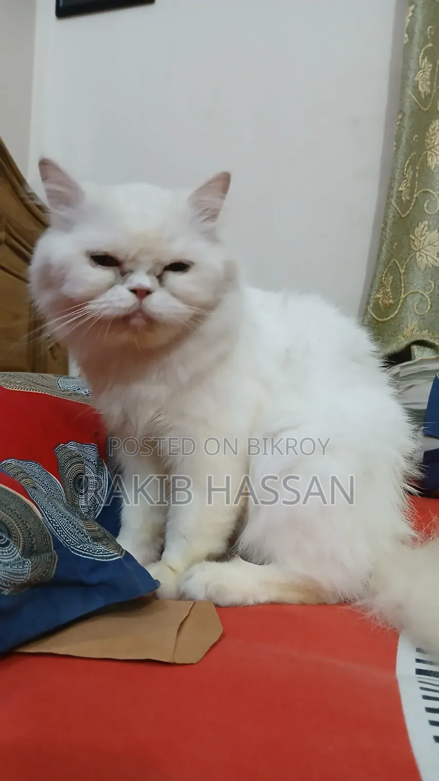 1+ Year Female Purebred Persian Cat