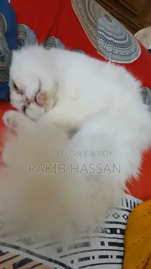 1+ Year Female Purebred Persian Cat