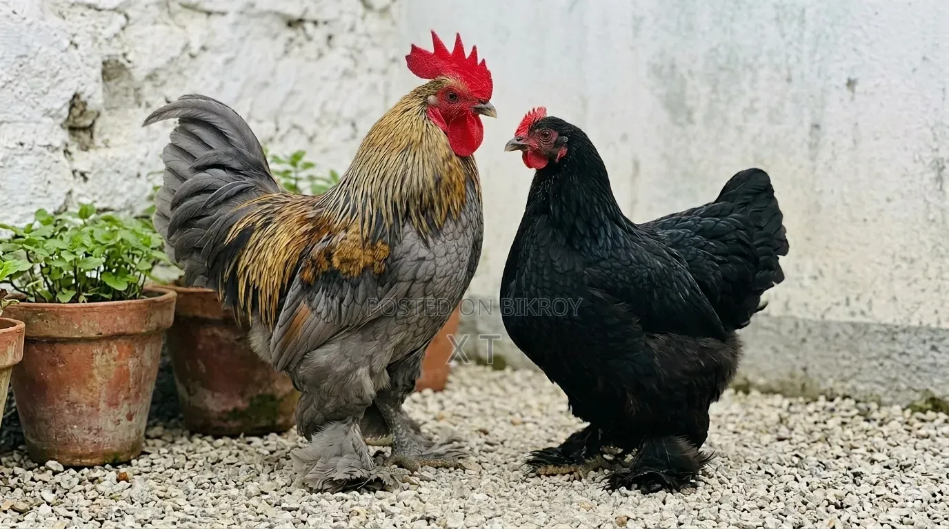 A pair of Cochin chickens to be handed over