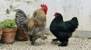 A pair of Cochin chickens to be handed over