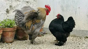 A pair of Cochin chickens to be handed over