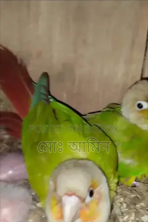 Double Red Factor Conure