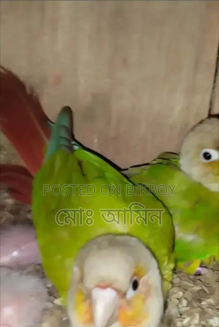 Double Red Factor Conure