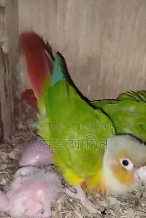 Double Red Factor Conure