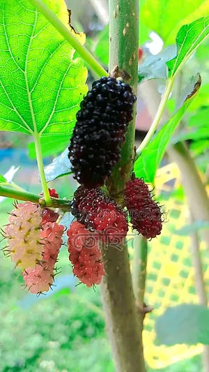মালবেরি চারা গাছ