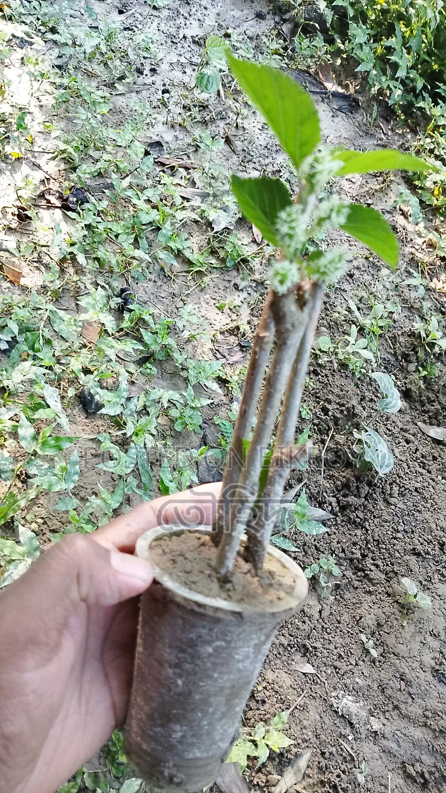 মালবেরি চারা গাছ