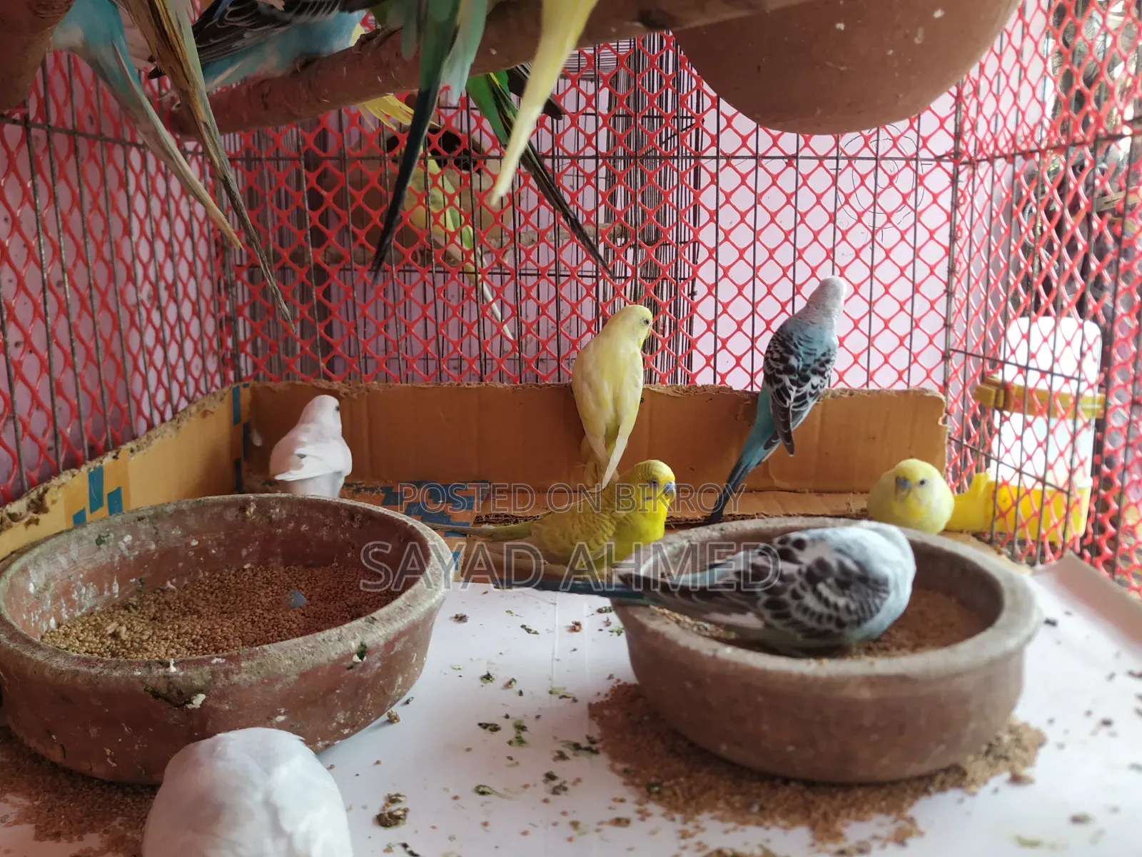 Budgerigar birds 24 pieces