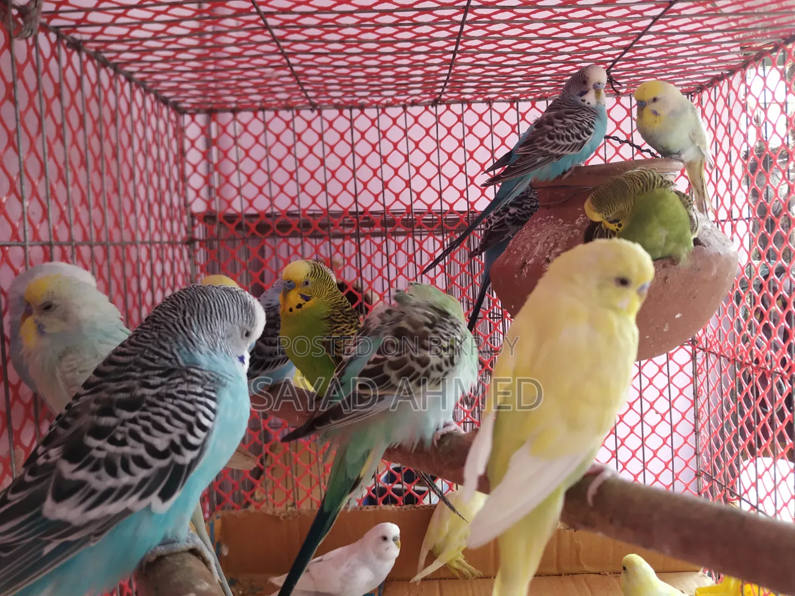 Budgerigar birds 24 pieces