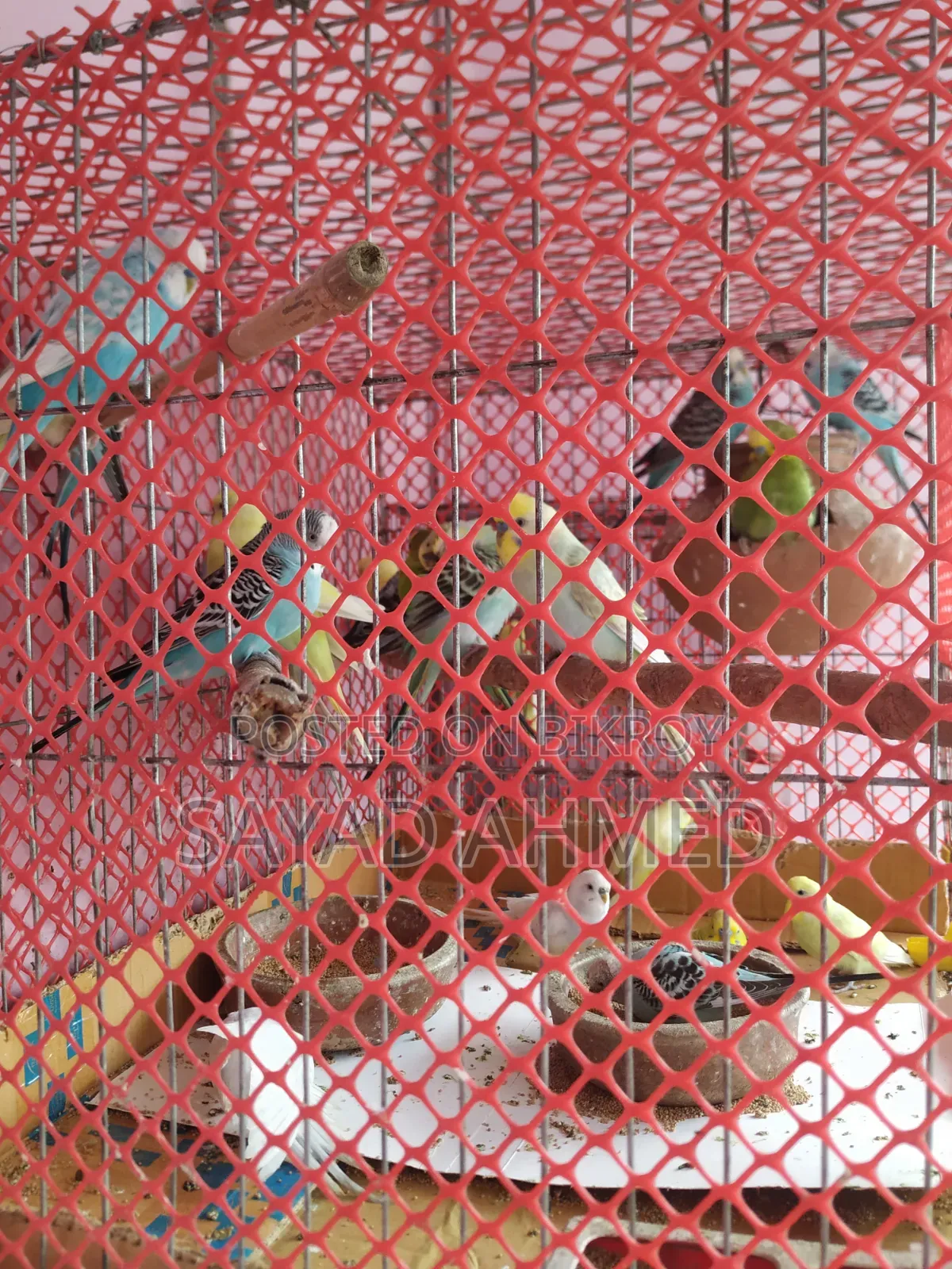Budgerigar birds 24 pieces
