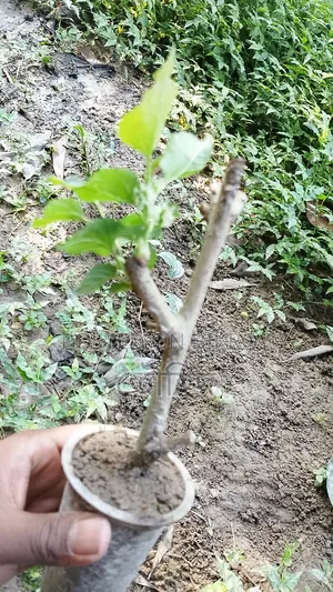 মালবেরি চারা গাছ