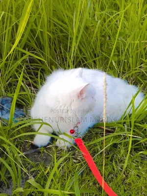 ৬-১২ মাস বয়সী মেয়ে পার্সিয়ান বিড়াল