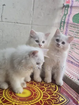 ১-৩ মাস বয়সী মেয়ে পার্সিয়ান বিড়াল