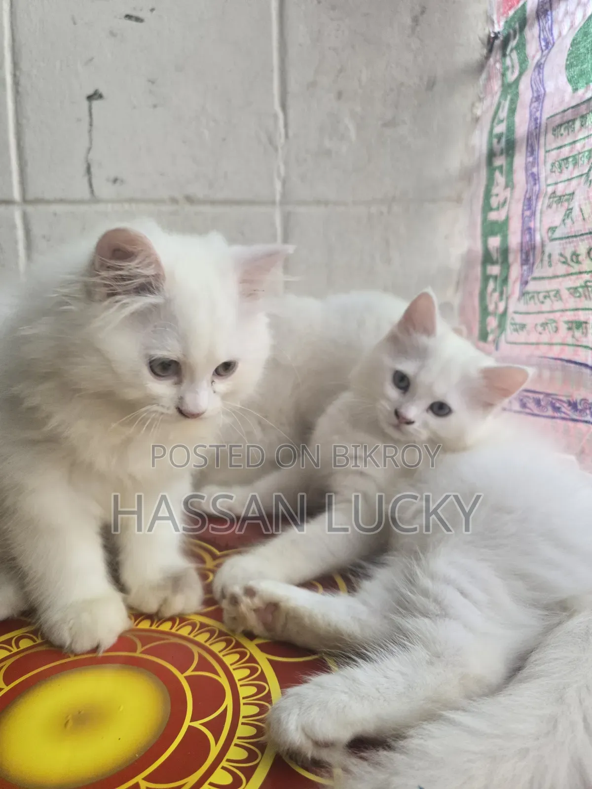 ১-৩ মাস বয়সী মেয়ে পার্সিয়ান বিড়াল