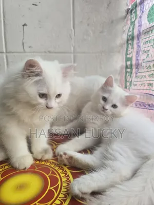 ১-৩ মাস বয়সী মেয়ে পার্সিয়ান বিড়াল