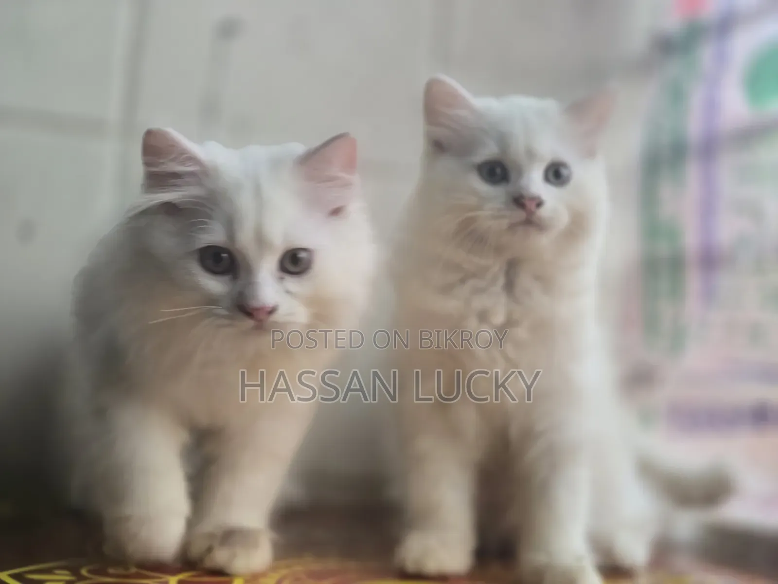 ১-৩ মাস বয়সী মেয়ে পার্সিয়ান বিড়াল