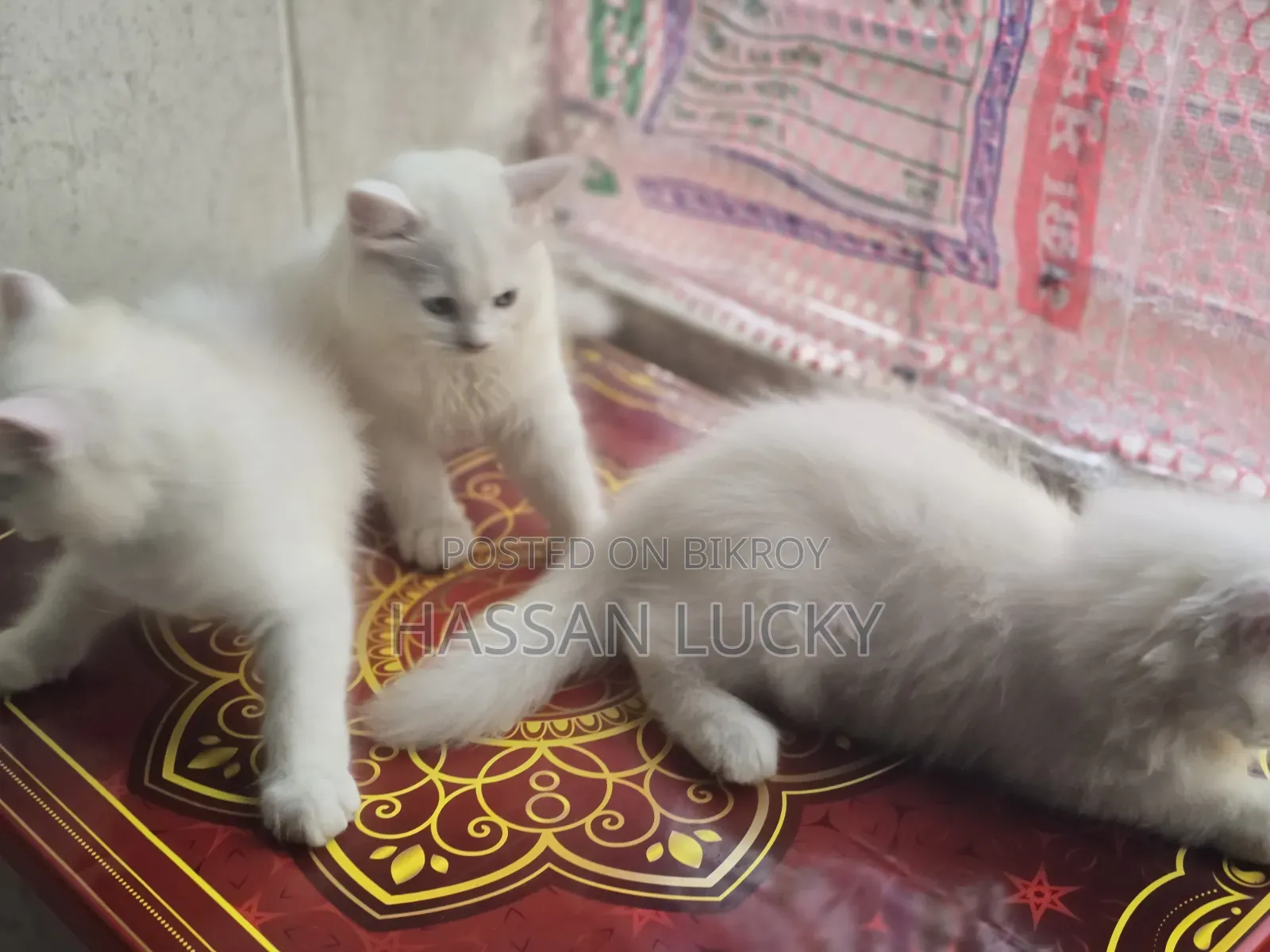 ১-৩ মাস বয়সী মেয়ে পার্সিয়ান বিড়াল