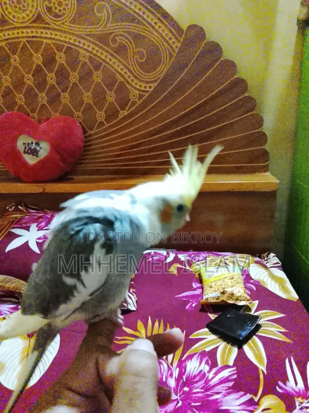 Cockatiel Bird