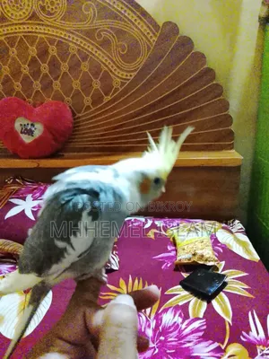 Cockatiel Bird