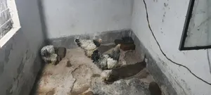 Running Murgi