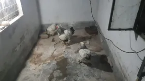 Laying Hen
