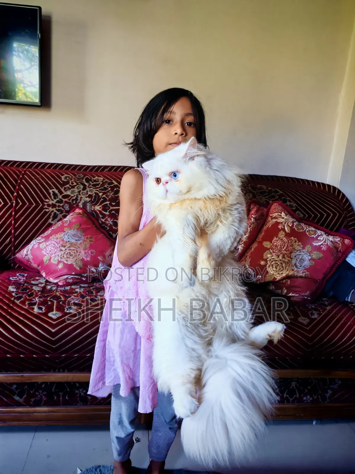 1+ Year Male Mixed Breed Exotic