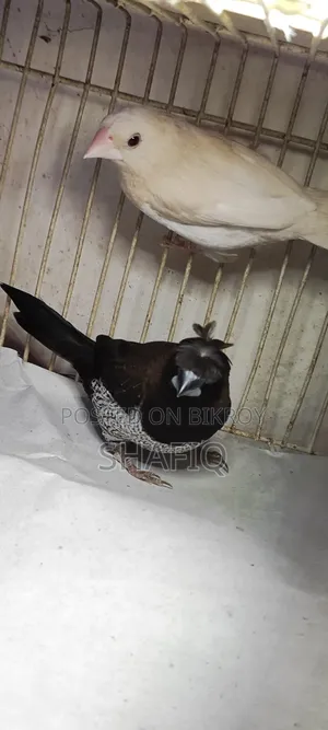 ফিঞ্চ পাখি ইউরো এবং ক্রিমিনো পার্ল