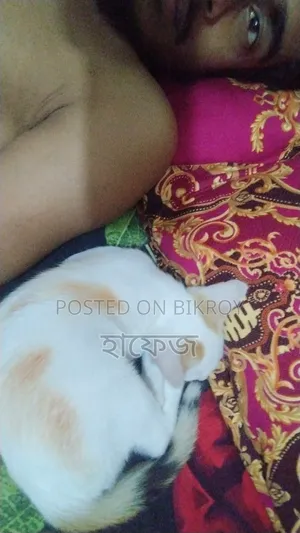 ৬-১২ মাস বয়সী নারী বিশুদ্ধ জাতের বেঙ্গল