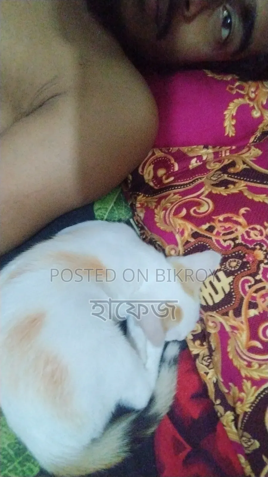 ৬-১২ মাস বয়সী নারী বিশুদ্ধ জাতের বেঙ্গল