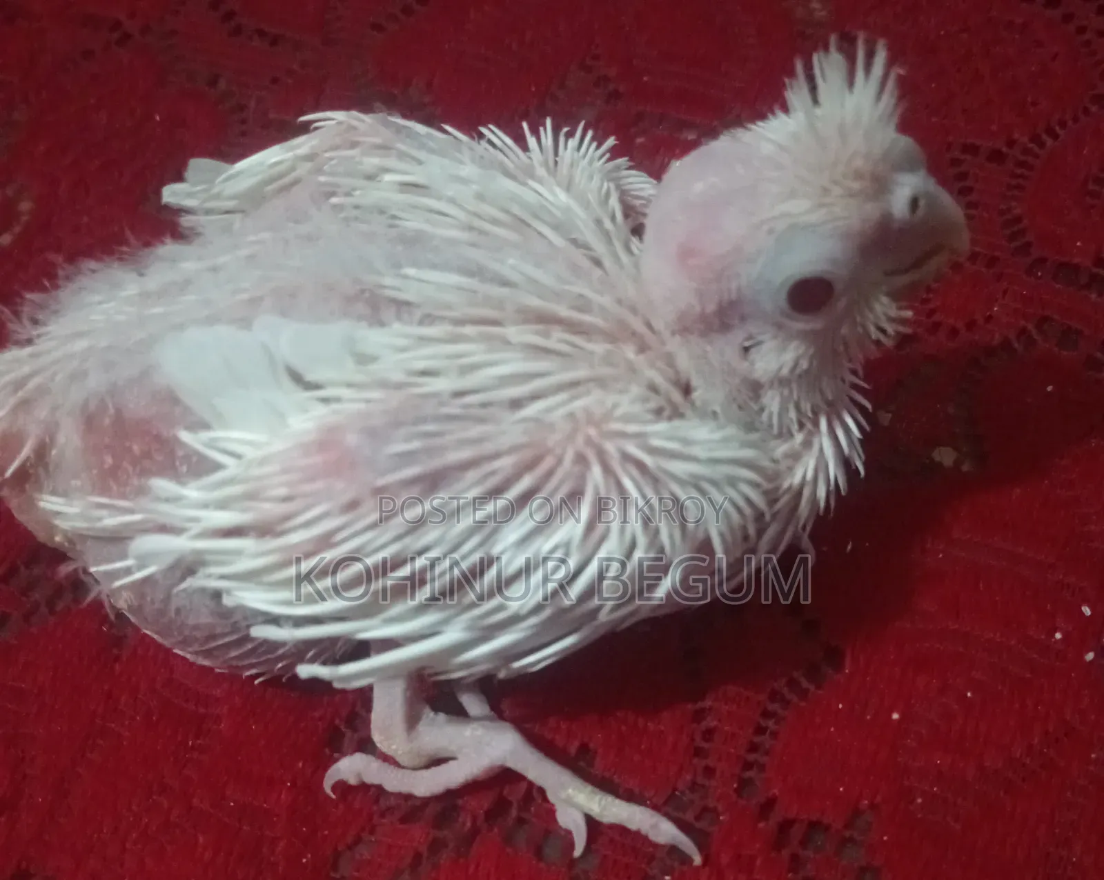 Cockatiel Albino