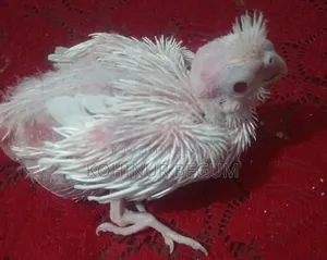 Cockatiel Albino