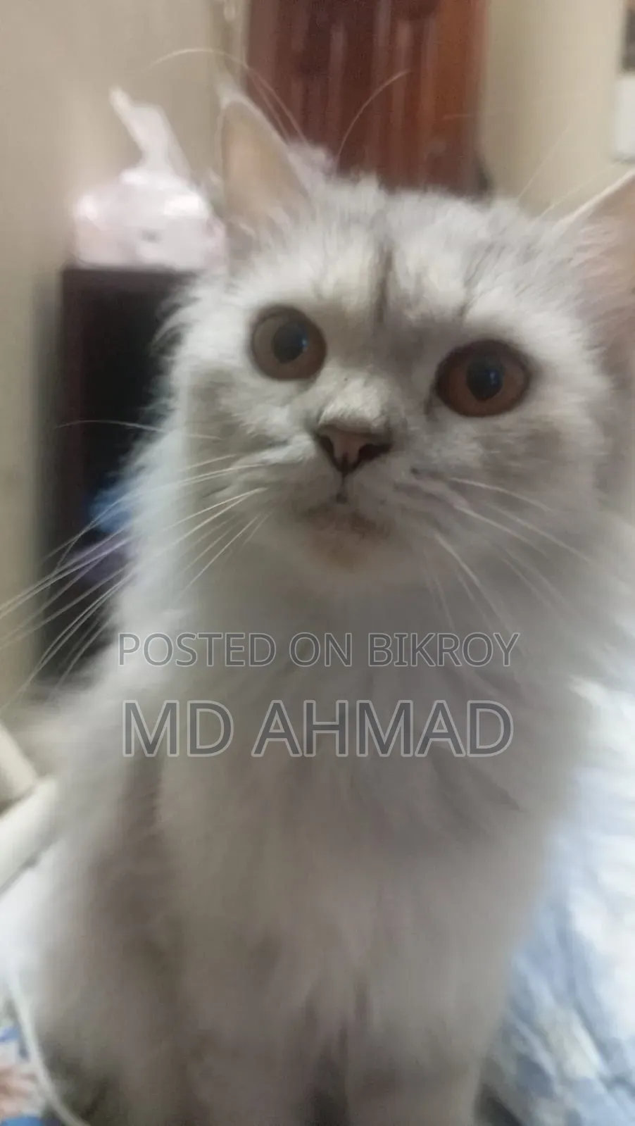 1+ Year Female Purebred Persian