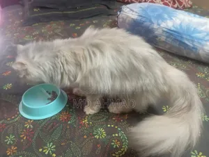 1+ Year Female Purebred Persian