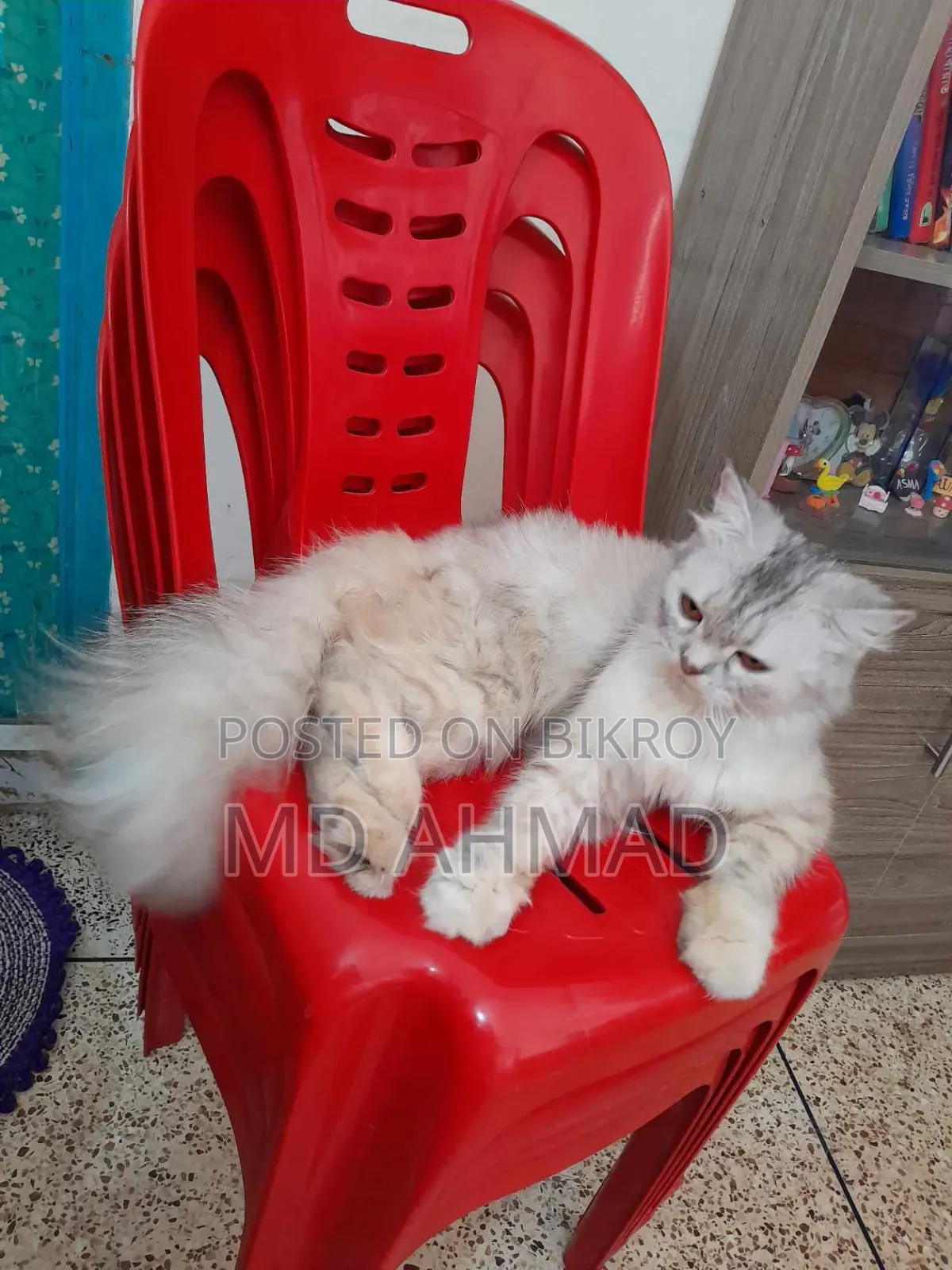 1+ Year Female Purebred Persian