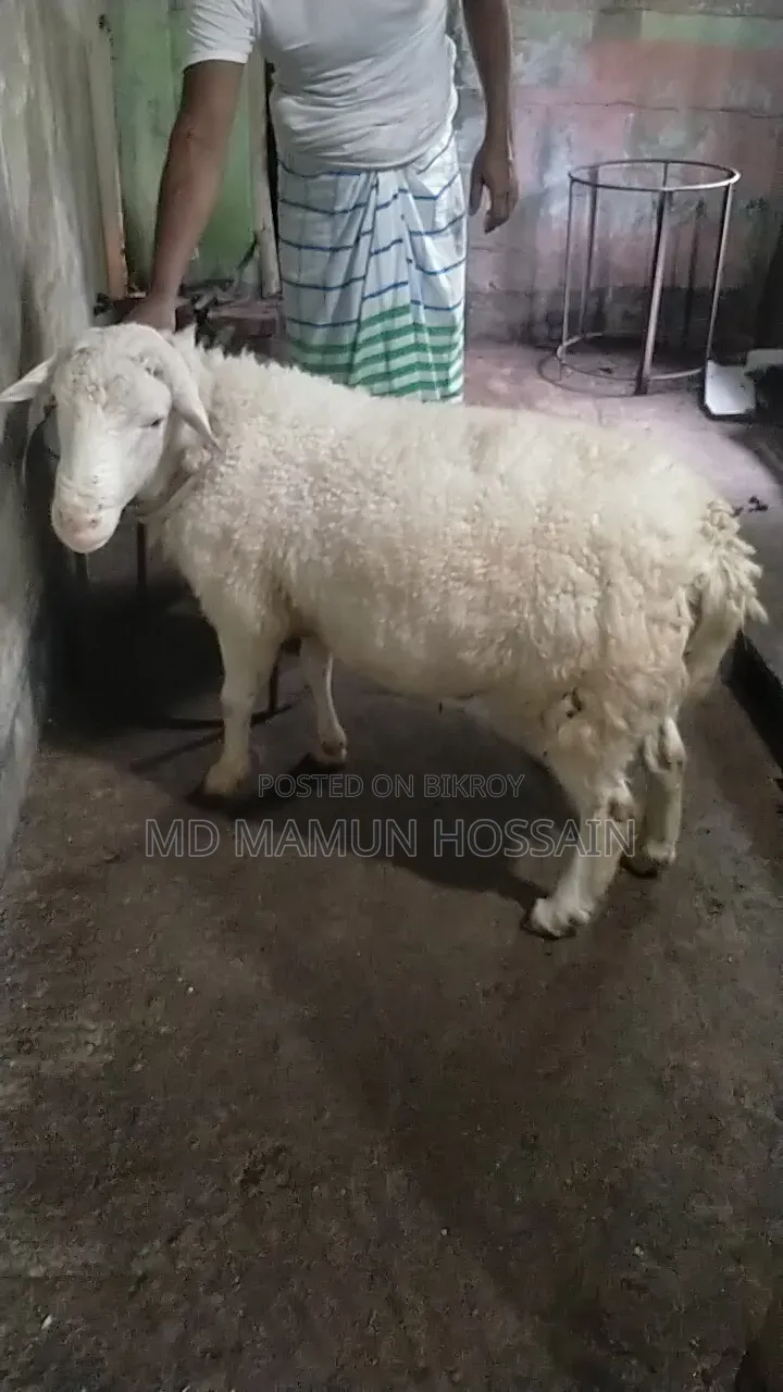 Australian Dorper Sheep 4-tooth, call for details