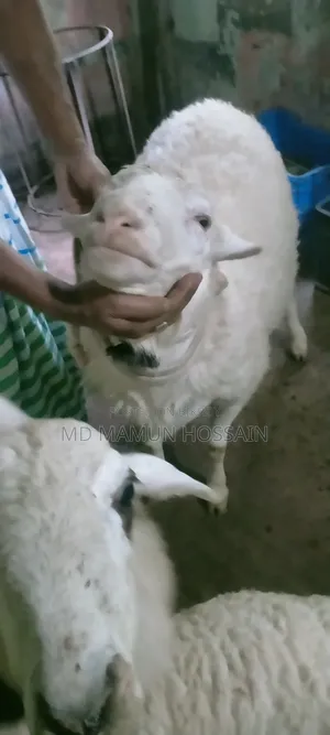 Australian Dorper Sheep 4-tooth, call for details