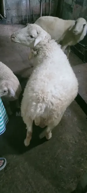 Australian Dorper Sheep 4-tooth, call for details