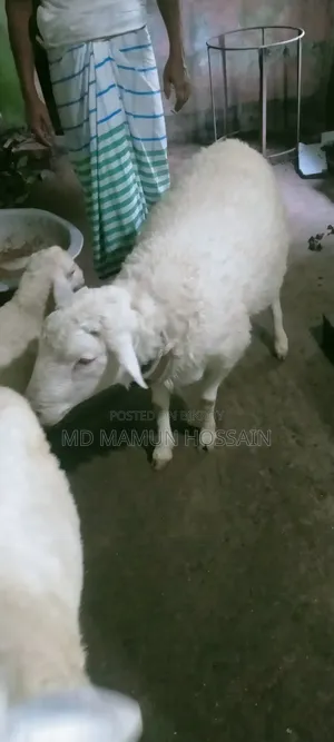 Australian Dorper Sheep 4-tooth, call for details