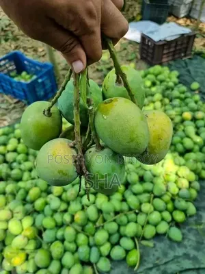 Formalin-free Mangoes