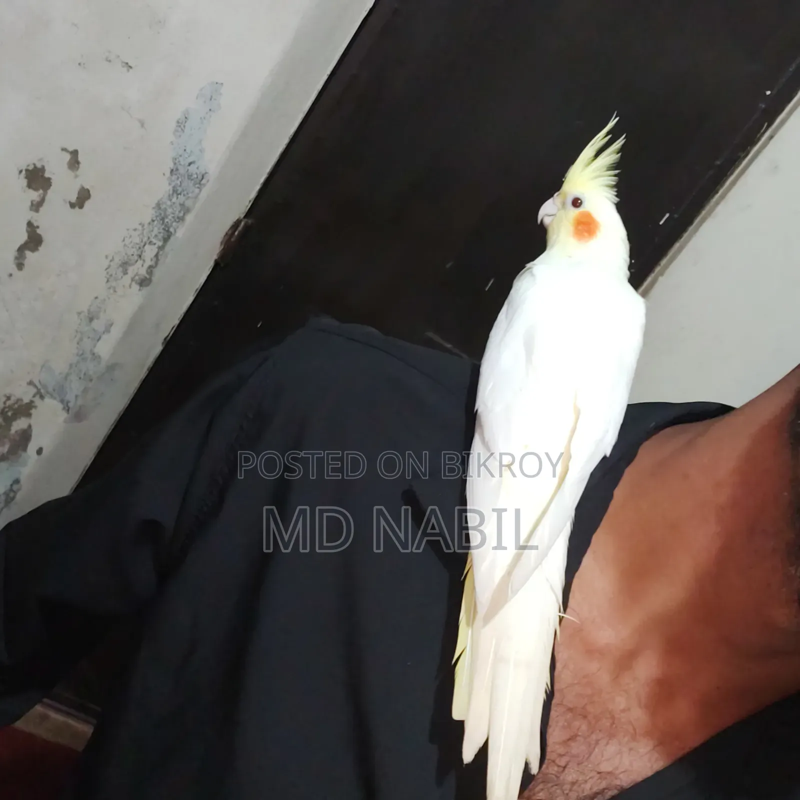 Tame Cockatiel Female